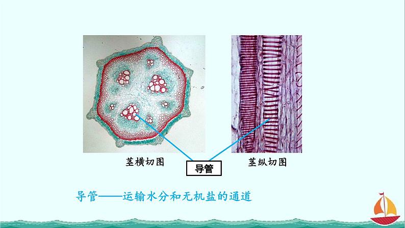 3.3绿色植物与生物圈的水循环课件PPT08