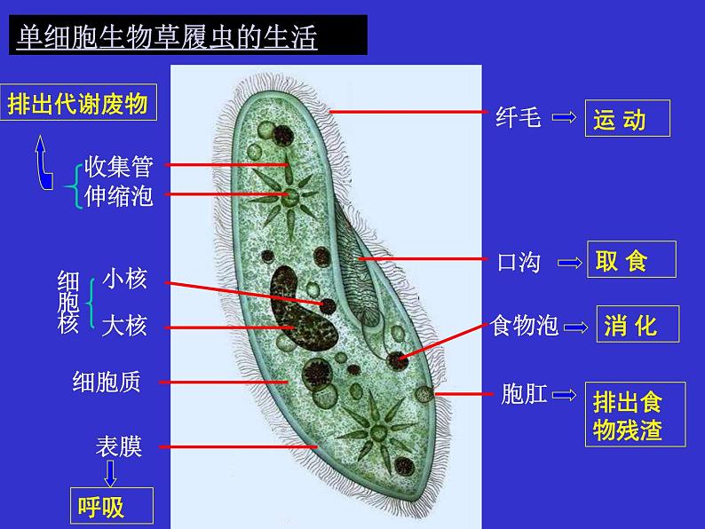 2023年八年级生物中考一轮复习课件：生物体的结构层次第4页