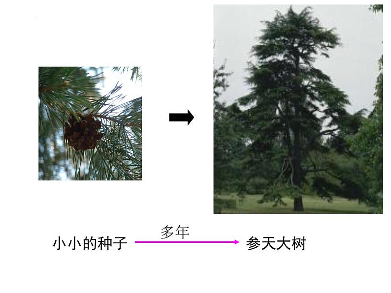 2023年八年级生物中考一轮复习课件：生物体的结构层次第8页