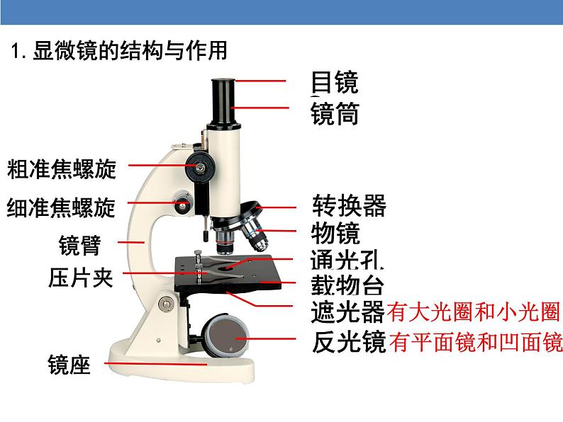 2.1.1 练习使用显微镜课件PPT第6页