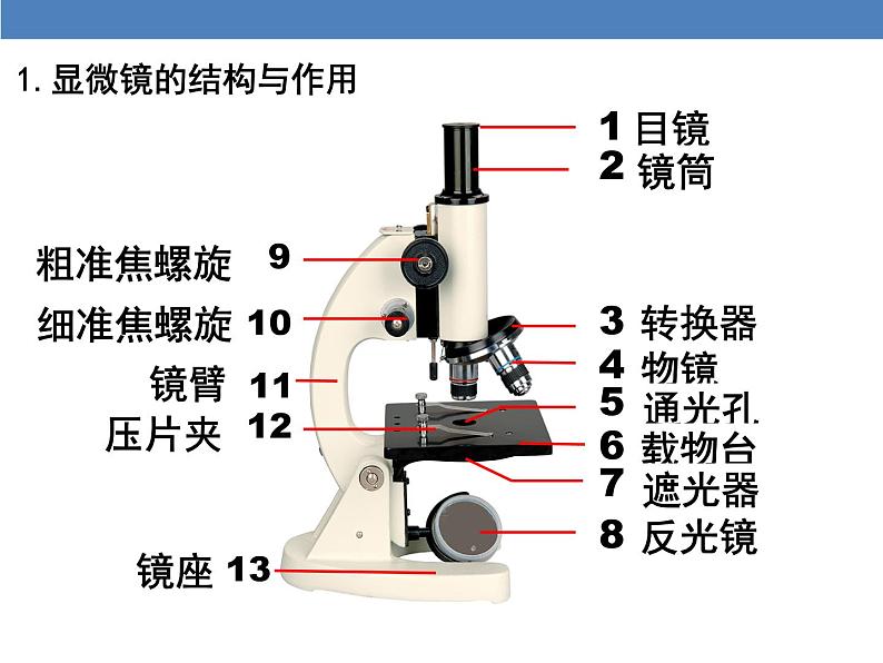 2.1.1 练习使用显微镜课件PPT第7页