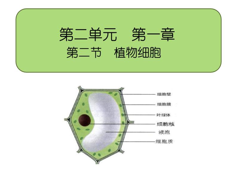 2.1.2植物细胞课件PPT06