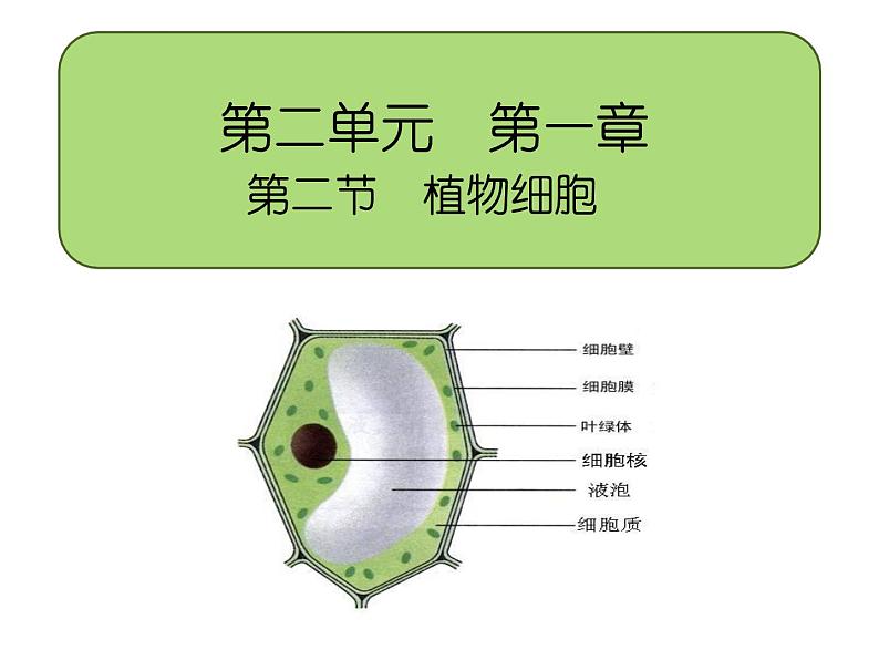 2.1.2植物细胞课件PPT06