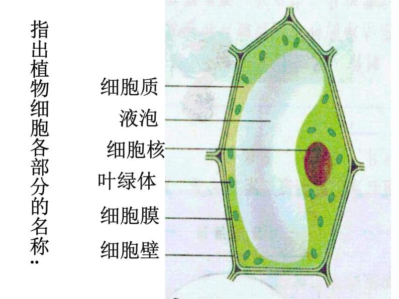 2.1.3 动物细胞课件PPT01