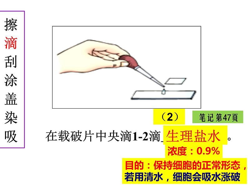 2.1.3 动物细胞课件PPT07