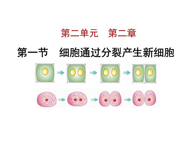 2.2.1细胞通过分裂产生新细胞课件PPT02