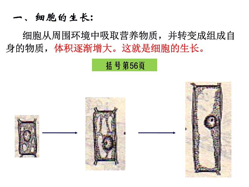 2.2.1细胞通过分裂产生新细胞课件PPT04