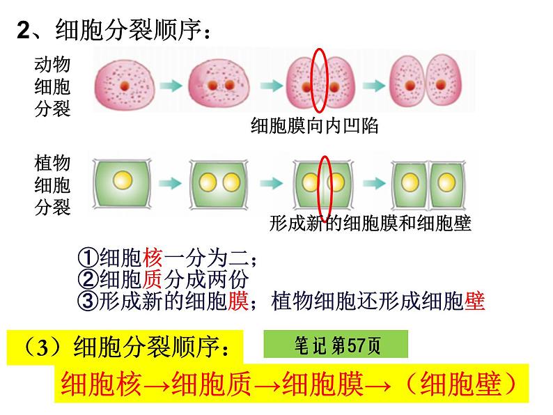 2.2.1细胞通过分裂产生新细胞课件PPT06