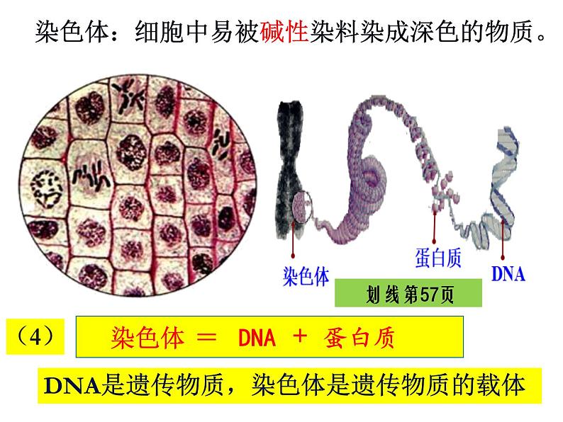 2.2.1细胞通过分裂产生新细胞课件PPT07