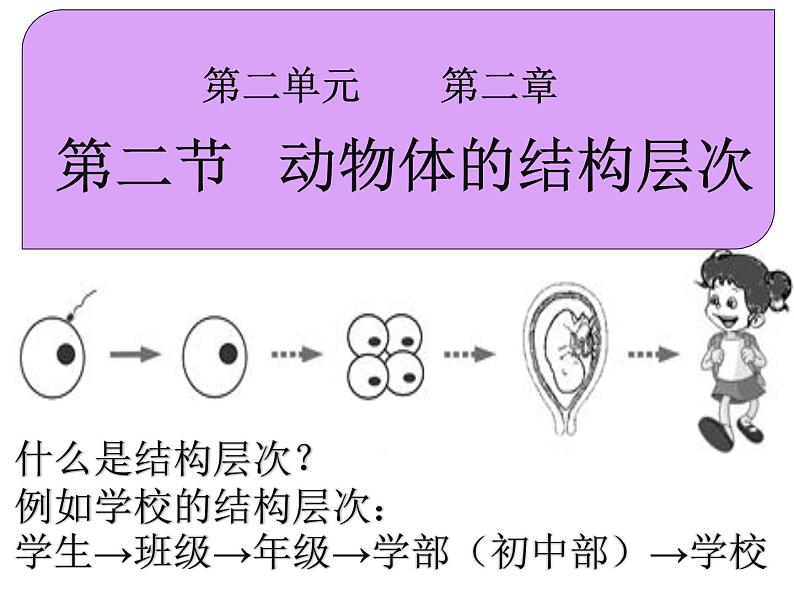 2.2.2 动物体的结构层次课件PPT03