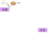 2.2.2 动物体的结构层次课件PPT