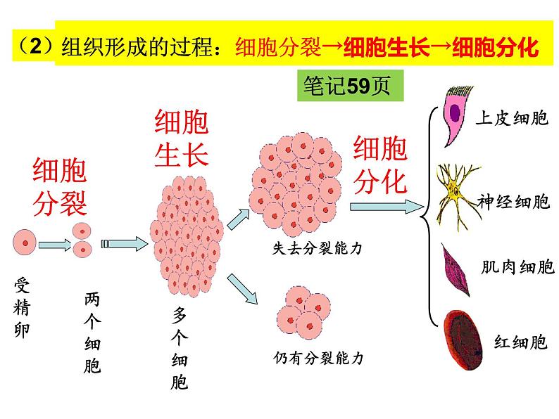 2.2.2 动物体的结构层次课件PPT06