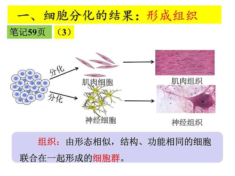 2.2.2 动物体的结构层次课件PPT07