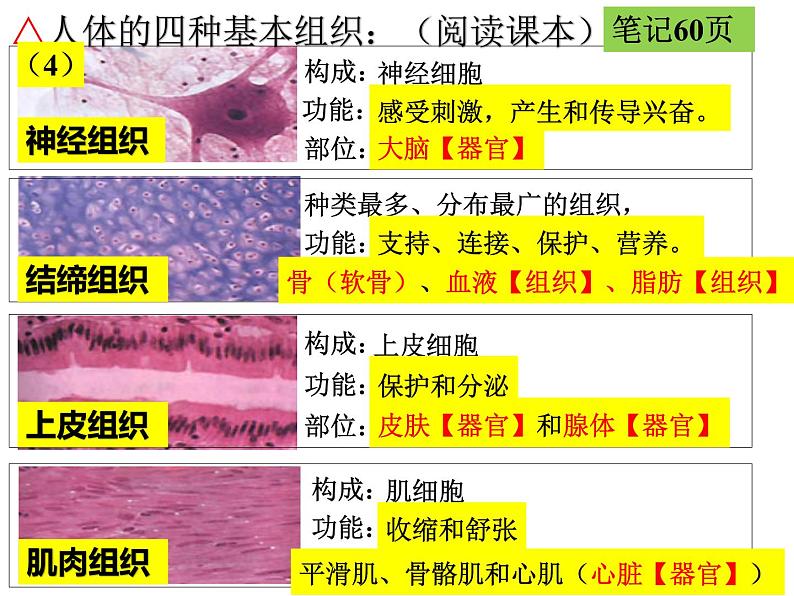 2.2.2 动物体的结构层次课件PPT08