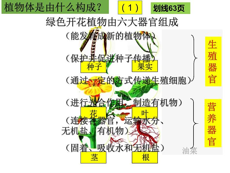 2.2.3　植物体的结构层次课件PPT第6页