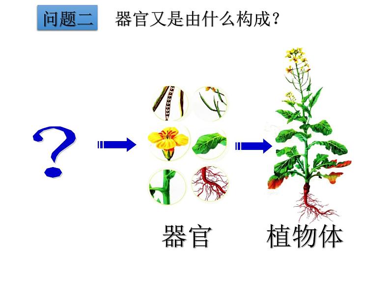 2.2.3　植物体的结构层次课件PPT第8页