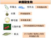 2.2.4 单细胞生物课件PPT