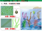 3.1.1 藻类、苔藓和蕨类植物课件PPT