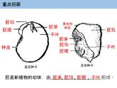 3.2.1 种子的萌发课件PPT