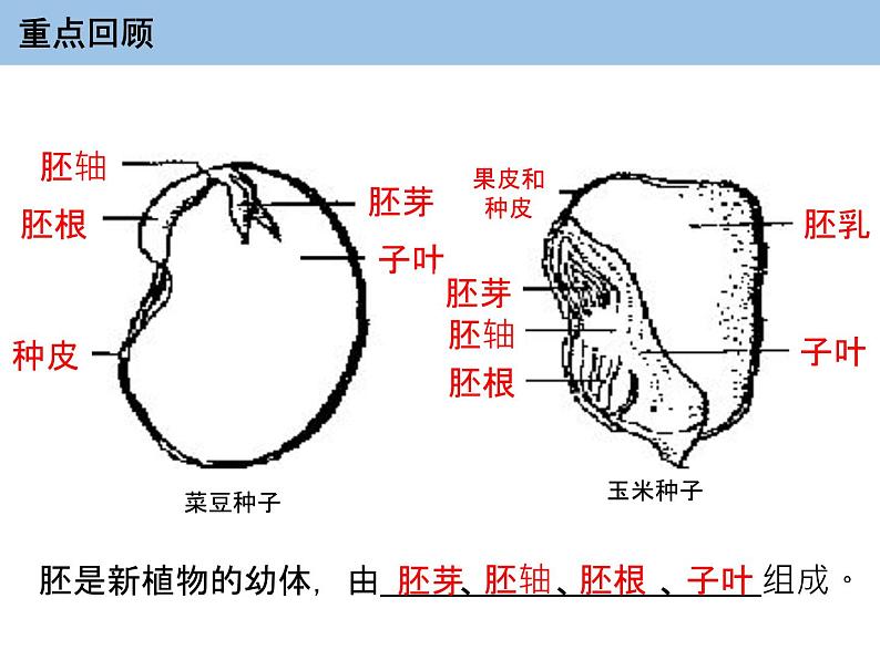 3.2.1 种子的萌发课件PPT01