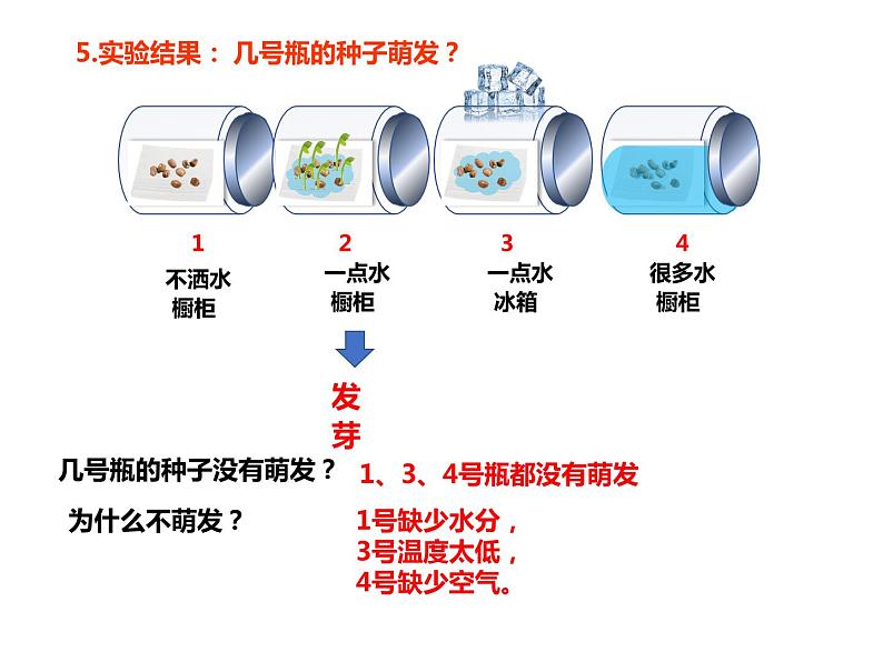 3.2.1 种子的萌发课件PPT08