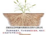 3.2.2 植株的生长课件PPT