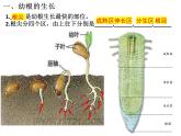 3.2.2 植株的生长课件PPT