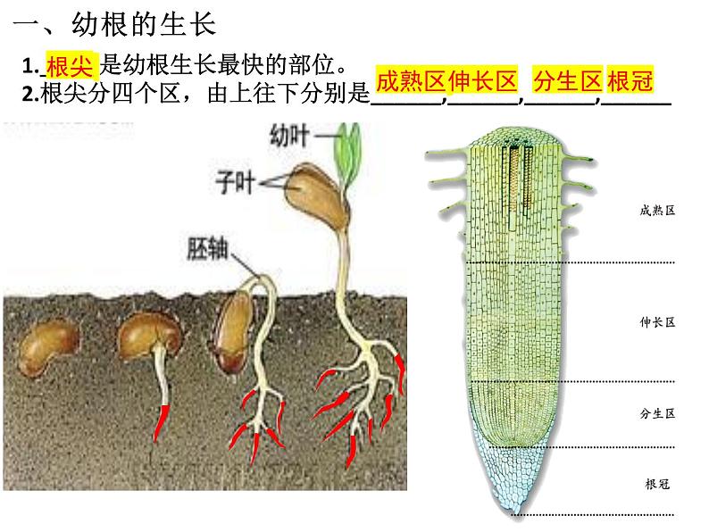 3.2.2 植株的生长课件PPT04