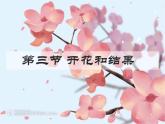 3.2.3开花和结果 公开课课件