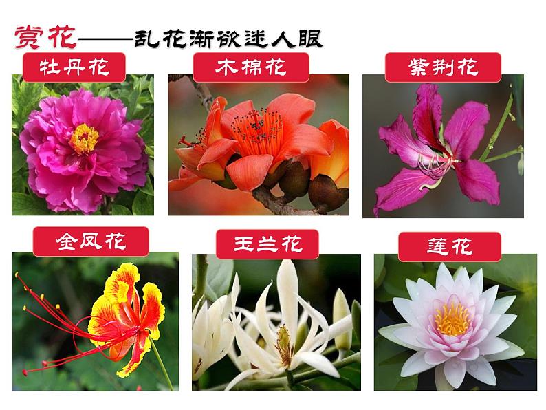 3.2.3开花和结果 公开课课件02