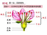 3.2.3开花和结果 公开课课件