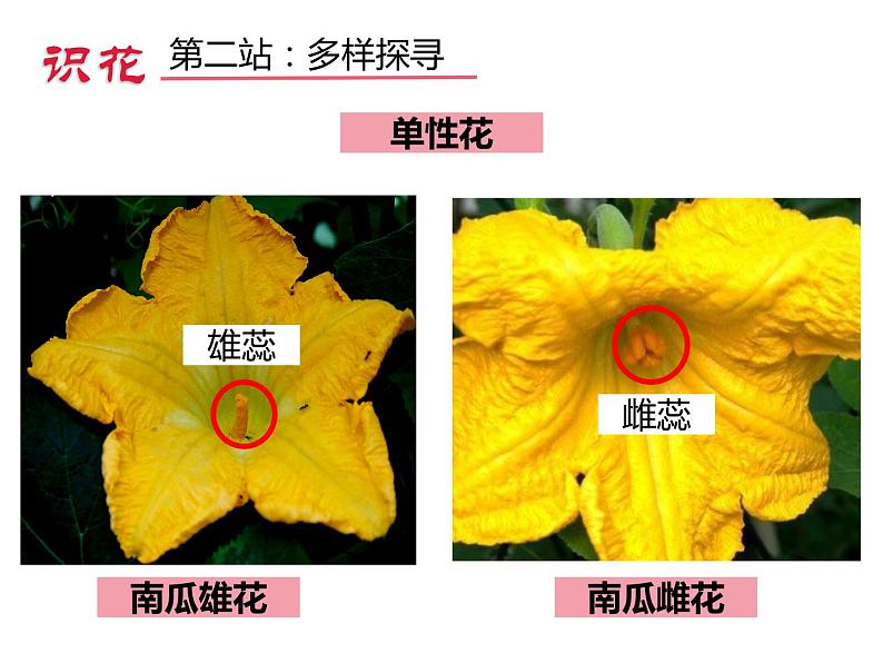 3.2.3开花和结果 公开课课件04