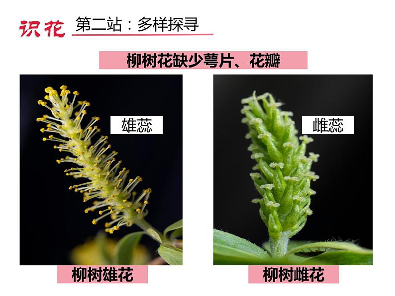 3.2.3开花和结果 公开课课件05