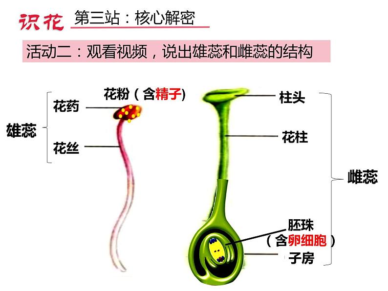3.2.3开花和结果 公开课课件08