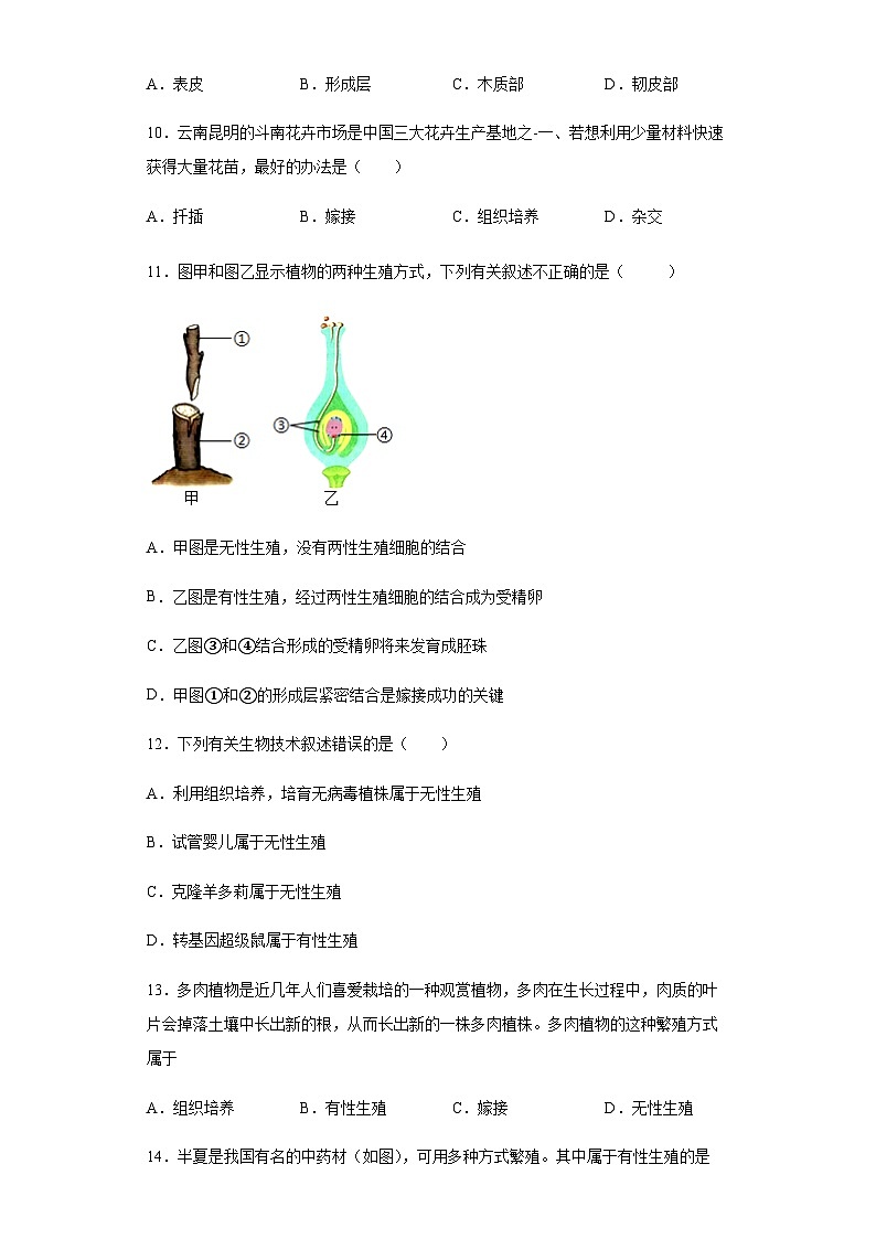 人教版生物八年级下册：7.1.1植物的生殖（含解析） 试卷03