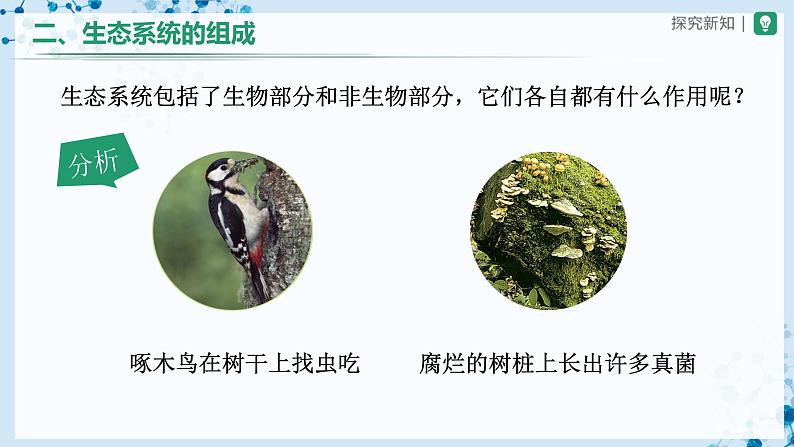 人教版七上生物   1.2.2 生物与环境组成生态系统（第1课时） 课件+教案+练习+导学案06