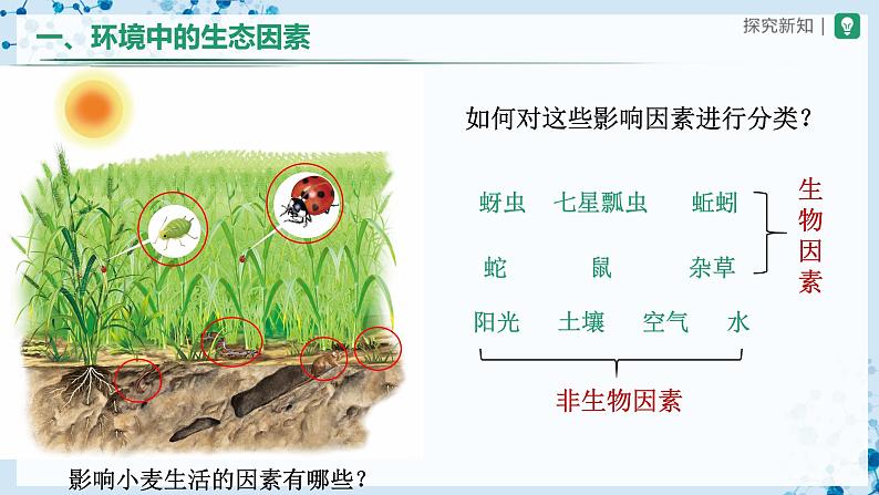 人教版七上生物   1.2.1 生物与环境的关系（第1课时） 课件+教案+练习+导学案06