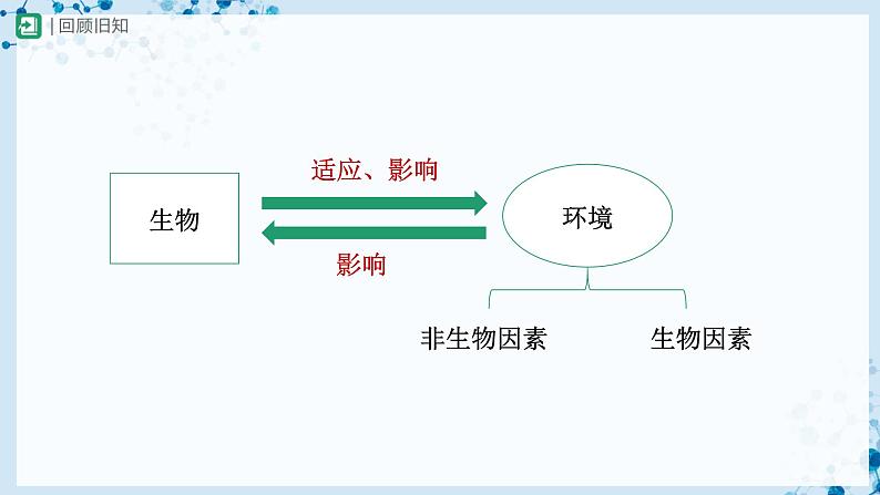 人教版七上生物   1.2.1 生物与环境的关系（第2课时） 课件+教案+练习+导学案02