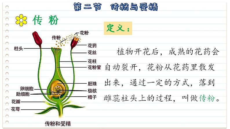 1.2传粉与受精 课件 2023-2024学年济南版生物学八年级上册04