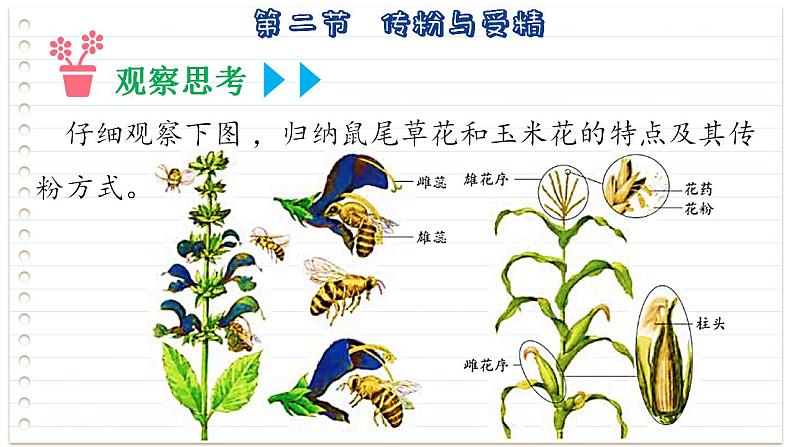 1.2传粉与受精 课件 2023-2024学年济南版生物学八年级上册05