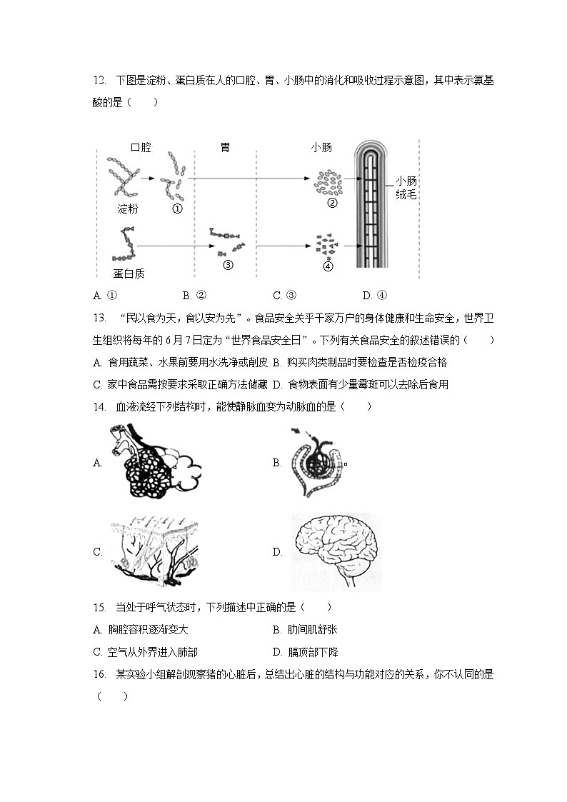 2022-2023学年湖南省邵阳市新邵县七年级（下）期末生物试卷（含解析）第3页