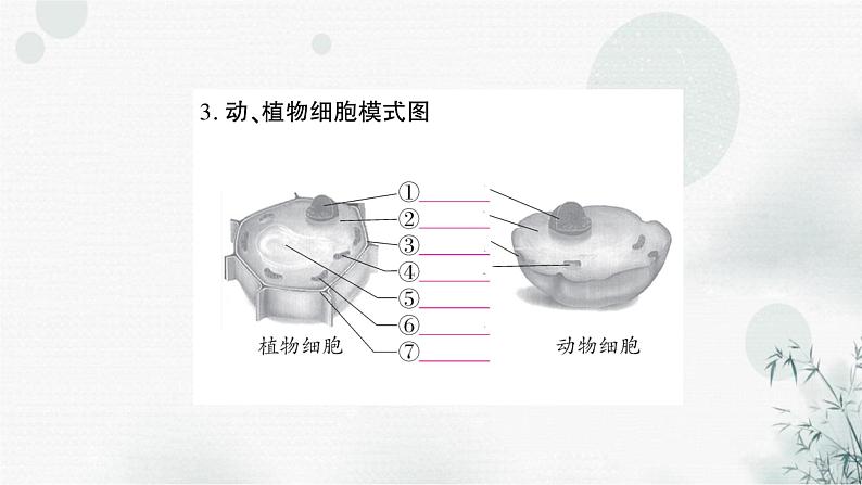 人教版中考生物复习教材基础自测练习课件第4页