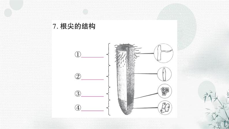 人教版中考生物复习教材基础自测练习课件第8页