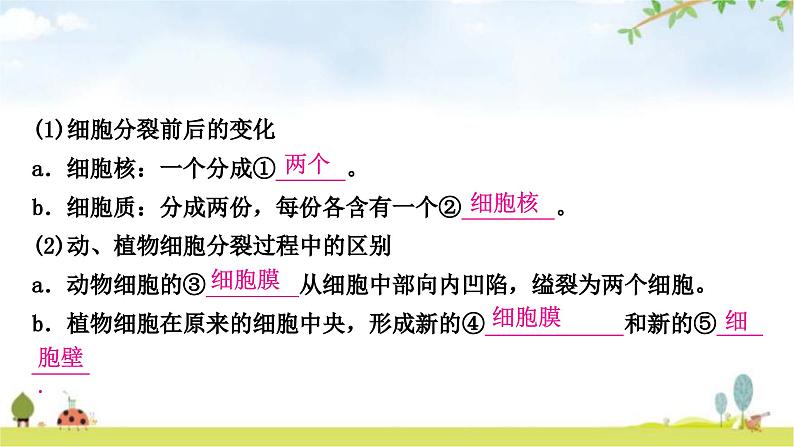 人教版中考生物复习主题二生物体的结构层次第二节多细胞生物体的结构层次教学课件第5页