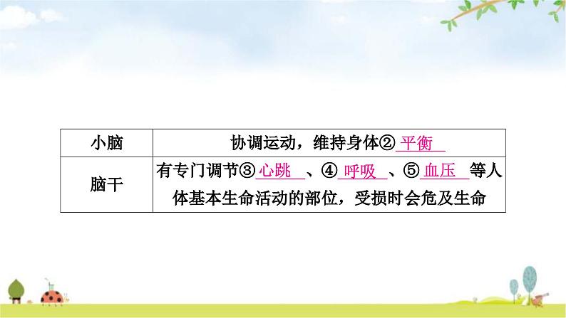 人教版中考生物复习主题四生物圈中的人第五节人体生命活动的调节教学课件第6页