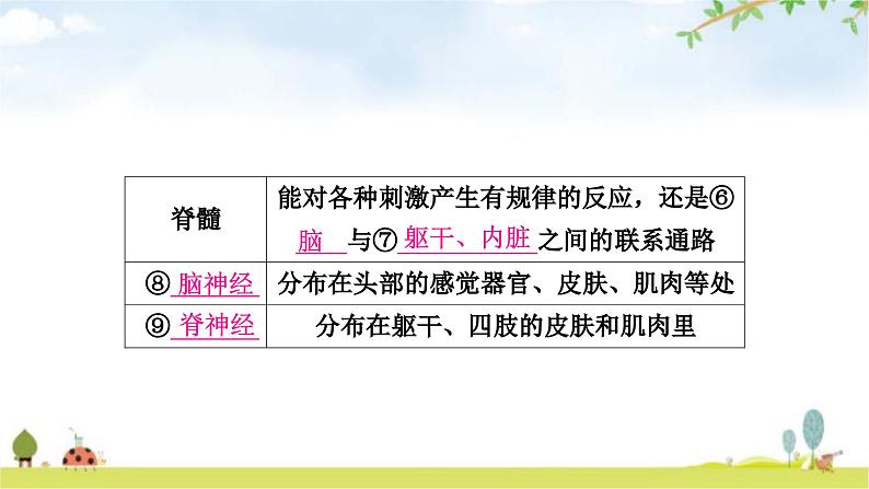 人教版中考生物复习主题四生物圈中的人第五节人体生命活动的调节教学课件第7页