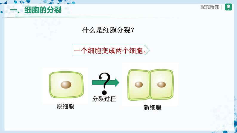 人教版七上生物   2.2.1 细胞通过分裂产生新细胞 课件+教案+练习+导学案03