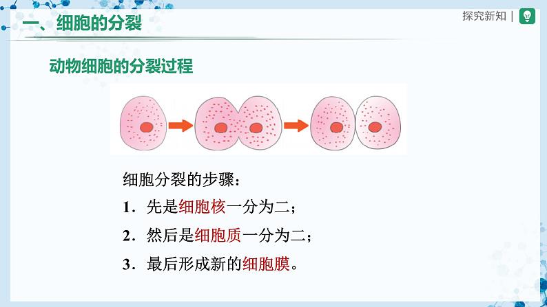 人教版七上生物   2.2.1 细胞通过分裂产生新细胞 课件+教案+练习+导学案04