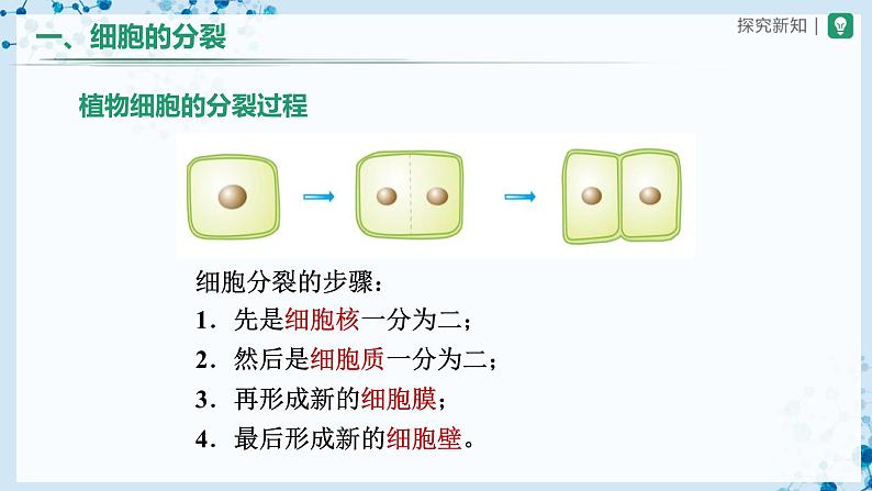 人教版七上生物   2.2.1 细胞通过分裂产生新细胞 课件+教案+练习+导学案05