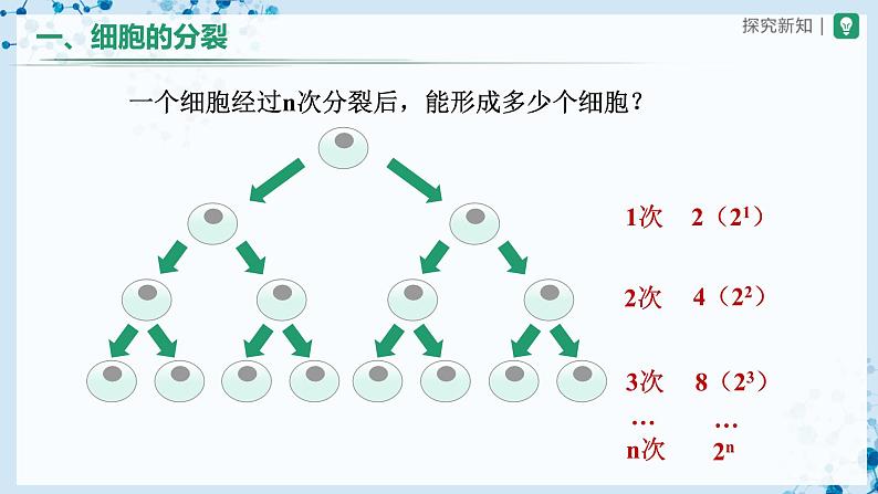 人教版七上生物   2.2.1 细胞通过分裂产生新细胞 课件+教案+练习+导学案07